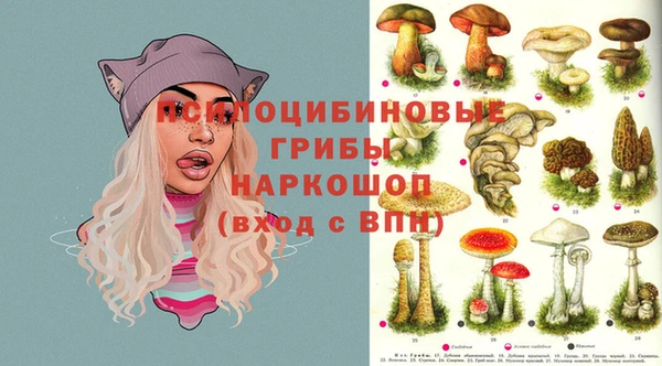 крисы Корсаков